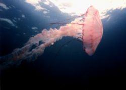 Jellyfish taken just off San Diego, Nikonos IV 28mm lense by Marylin Batt 